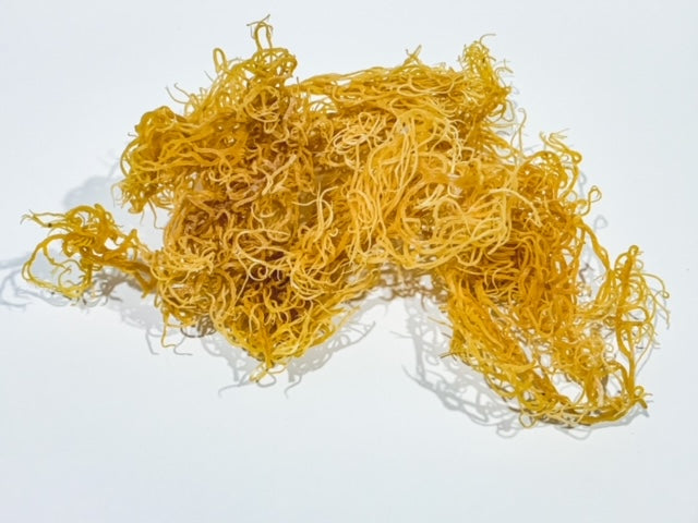 Golden Sea Moss